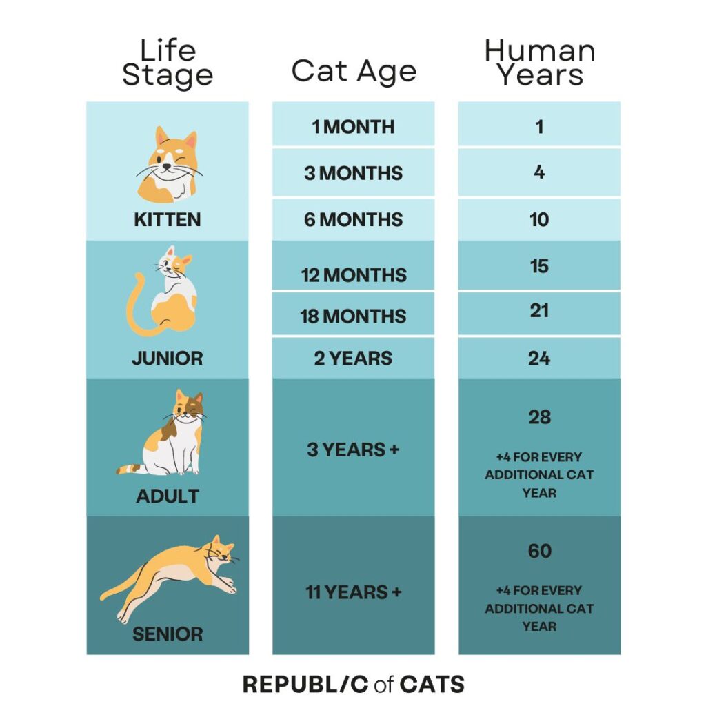 How Old Is Your Cat in Human Years?