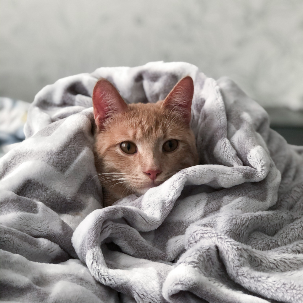 Do cats get colds? - The Lick