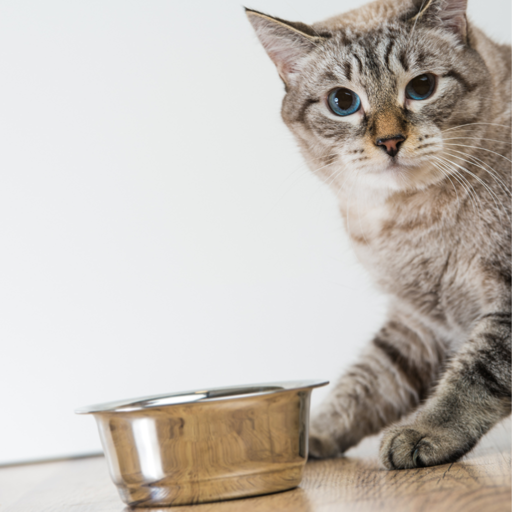 How to store cat food in hot weather The Lick