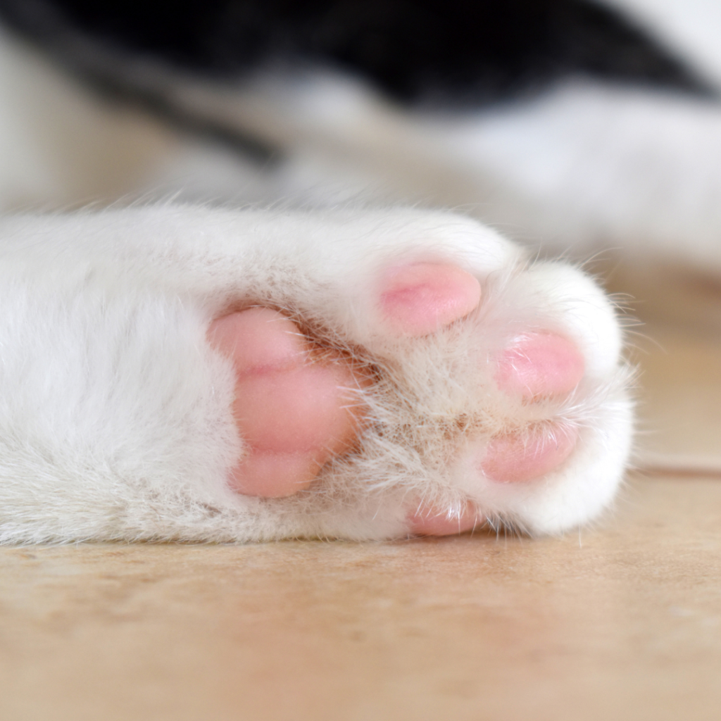 Do Cat Paw Pads Change Color? Vet Approved Facts & FAQ - Catster